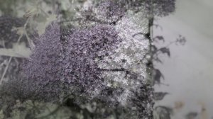 ТРАХЕЛИУМ (TRACHELIUM)