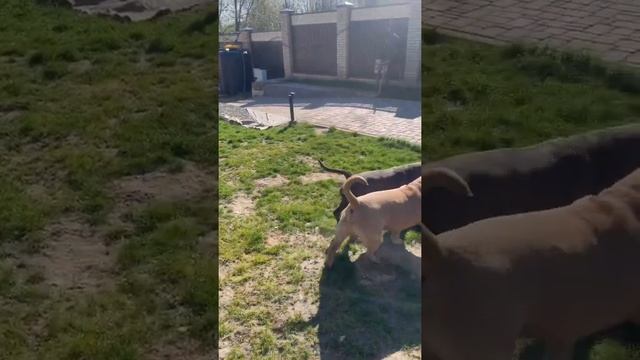 Как справляться с кобелями при течке (у меня 10 собак). Отвечаю : «Легко!» смотреть онлайн