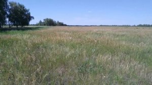 Русский охотничий спаниель Юка, поиск, подача