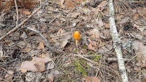 Поплавок - съедобный летний гриб (Amanita fulva)