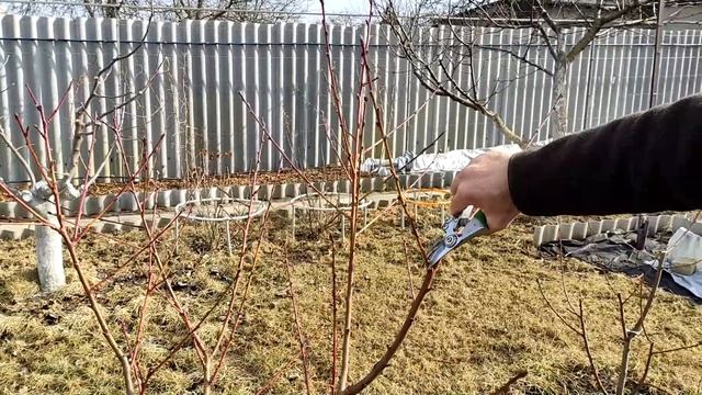 КАК ПРАВИЛЬНО ОБРЕЗАТЬ ПЕРСИК?? Основные советы по обрезке молодых деревьев, как придать форму?