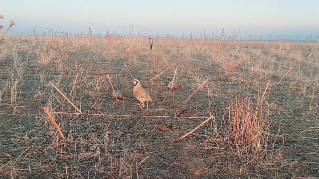 охота на кеклика в горах | na keklika v gorakhالبحث عن كيكليك في الجبال 15 декабря 2022 г. смотреть онлайн