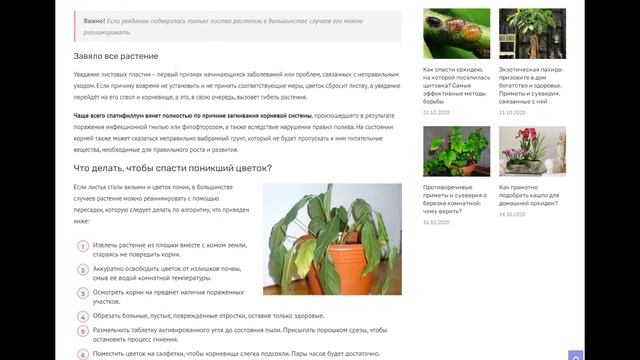 Цветок «женское счастье» вянет: почему спатифиллум опустил листья и что делать, чтобы спасти его?