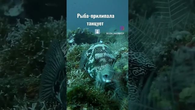 Огромная рыба-шар с рыбой-прилипалой на дайвинге в Таиланде