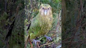 Kakapo sounds