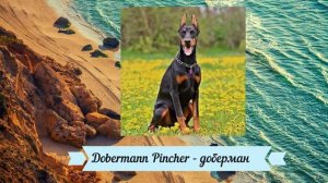 Породы собак на английском языке - названия