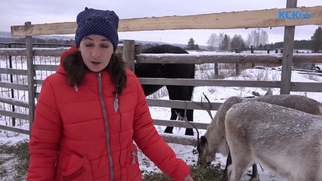На конном дворе «Белла» появились два северных оленя