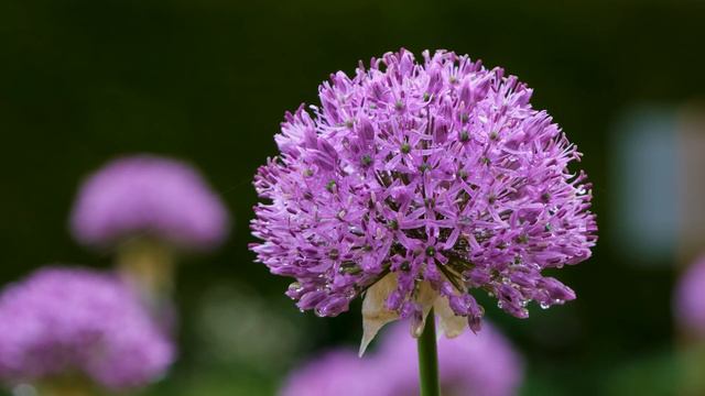 Soft Nature sounds | Lavender | Study | Relax | Destress | Relieve insomnia | Heal | Baby to Sleep