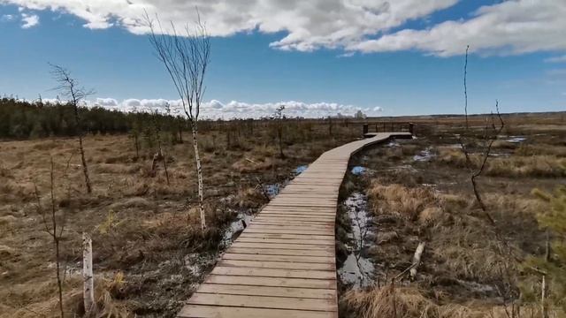 Экотропа Сестрорецкое болото | Прогулки по Ленобласти