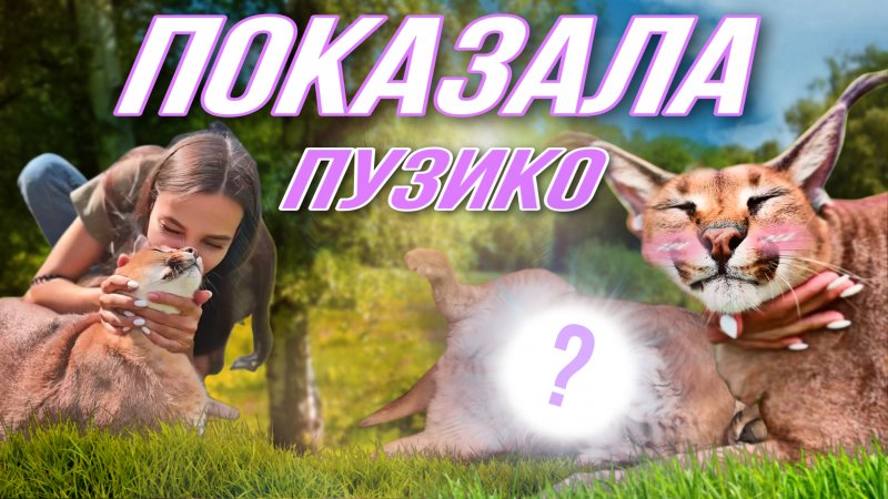 Каракал Ника не успела похудеть к лету? ?