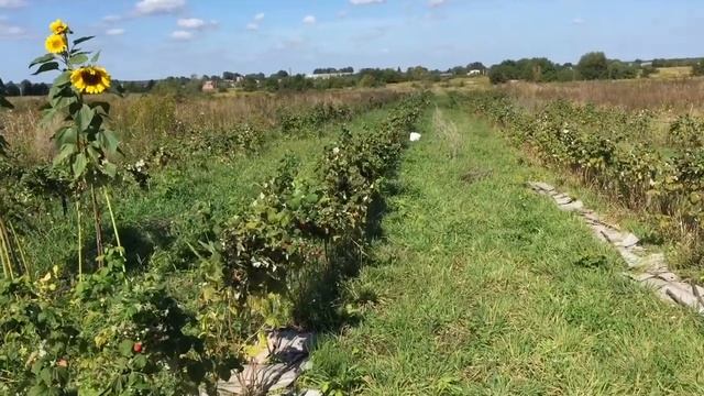 Сбор малины ДЖОАН ДЖЕЙ 2020. Обзор малинового поля. Сколько собрали малины с пол гектара. смотреть онлайн