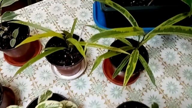 Комнатные растения. Фикусы большие и маленькие. Немного об уходе. смотреть онлайн