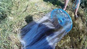 Ловля сазана на кастинговую сеть