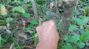 Сбор грибов в Подмосковье