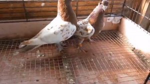 Акуши, Ленинобадцы (Лалаки, Воки). Голуби Сергея Петерса. Tauben / Pigeons