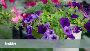 Easy Wave Sky Blue Spreading Petunia | TinyLeaf
