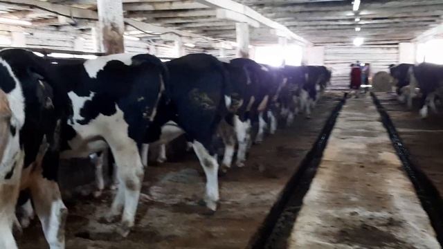 Продажа породы Холмогор молочная порода КРС живым весом. Продажа КРС в России живым весом.
