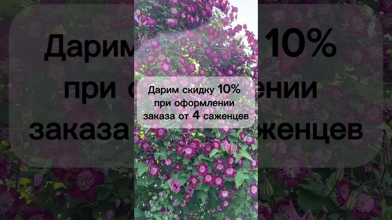 СУПЕР АКЦИЯ АС-КЛЕМАТИС l АВГУСТ #клематисы #питомник #дача #flowers #сад #скидка #август #акция смотреть онлайн