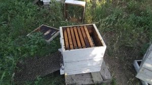 Малоформатный улей позволяет обновлять все гнездовые рамки каждый сезон на сто процентов.