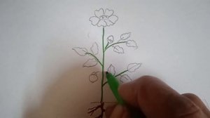 How To Draw Parts Of A Plant # Labelled Plant Parts # Plant Details