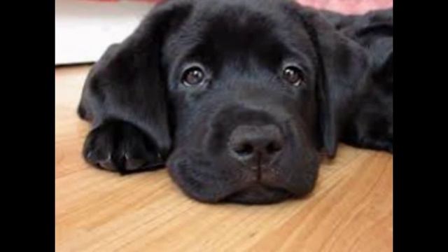 Самые няшные собачки смотреть онлайн