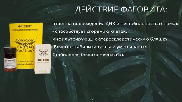 Каталог компании Сово-Сова смотреть онлайн