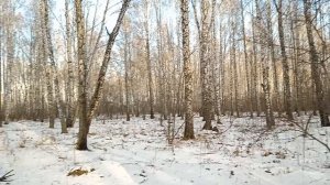 Лесная прогулка. Аномальное тепло в Сибири в ноябре.