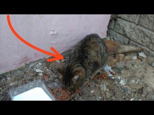 Застуженный, больной котик днями сидел на одном и том же месте, у него не было сил чтобы спастись