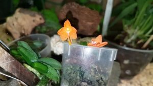 Ceratocentron fesselii. Rhynchorides Bangkok Sunset. январь 2022г.