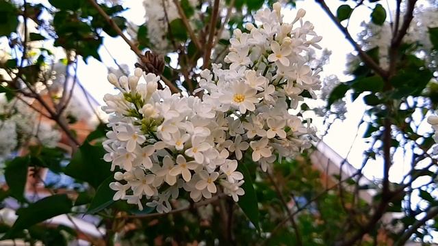 #А вы ищете цветок сирени с 5 лепестками????# смотреть онлайн