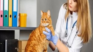 Как выглядят глисты у кошек: виды паразитов