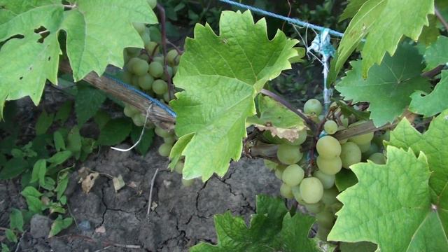 Лучшие и ранние. смотреть онлайн