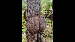 ТАКОЕ ЖИВОЕ ДЕРЕВО!... (Деревья - тоже живые существа), музыка - Peter Mergener)