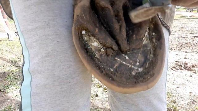 Расчиста коня,бункерная кормушка для кроликов.И большой привет Касперу. смотреть онлайн