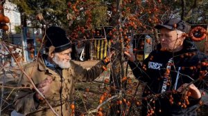 ЗИЗИФУС !!! Советы умного человека !!!