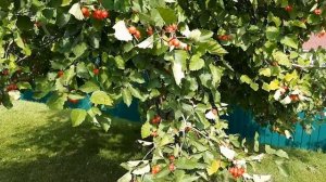 Дерево Боярышник