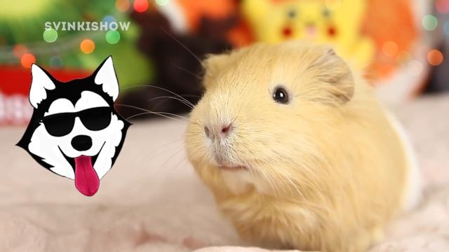 СКАЗКА ✨ МОРСКИЕ СВИНКИ И ЛАЙКИ ⚡ смотреть онлайн