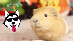 СКАЗКА ✨ МОРСКИЕ СВИНКИ И ЛАЙКИ ⚡