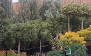 можжевельник скальный блю эрроу посадка в плотную изгородь и оброботка от вредителей