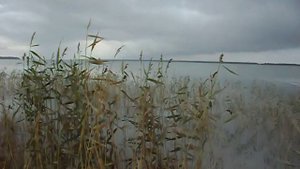 охота на чанах..AVI