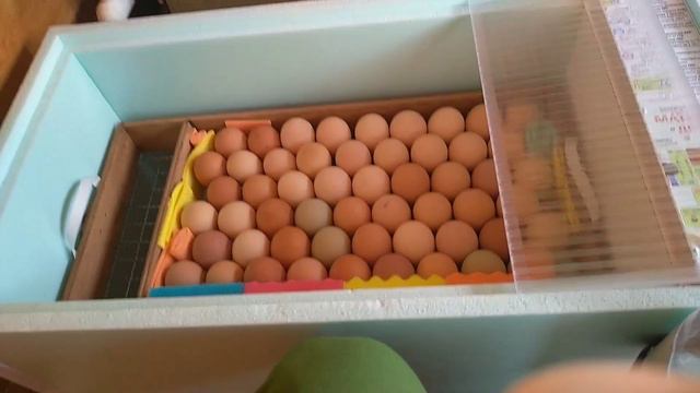 Закладка яйца в инкубатор// инкубация куриных яиц смотреть онлайн