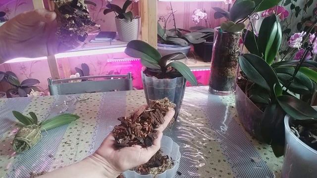 Посадка и полив орхидеи от А до Я. Жизнь автора. смотреть онлайн