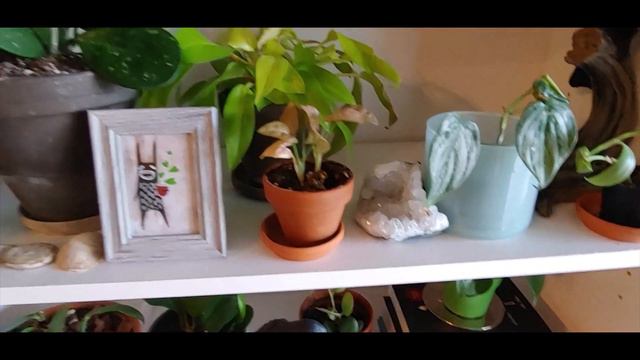 Houseplant Tour Fall 2020 - Part 2
