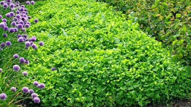 Посадка сидератов на вашем участке. Борьба с сорняками. Удобрение почвы. Рыхление грунта.