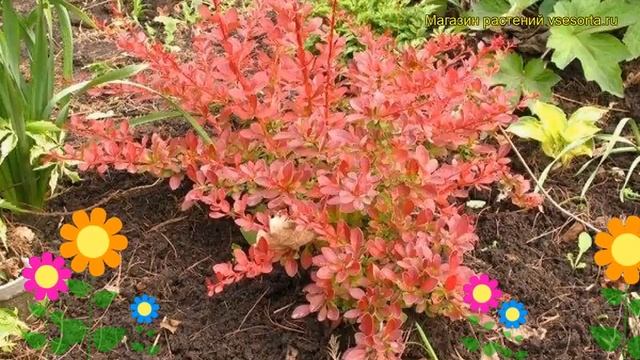 Барбарис тунберга Орэнж Дрим. Краткий обзор, описание характеристик Berberis Thunbergii Orange Drea