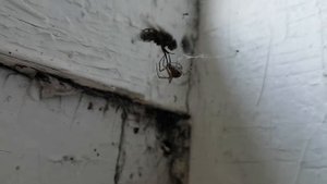 Муха в паутине =)