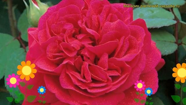 Роза английская кустовая Тесс оф те д'Урбервиллс. Краткий обзор, описание Tess of the d'Urbervilles смотреть онлайн