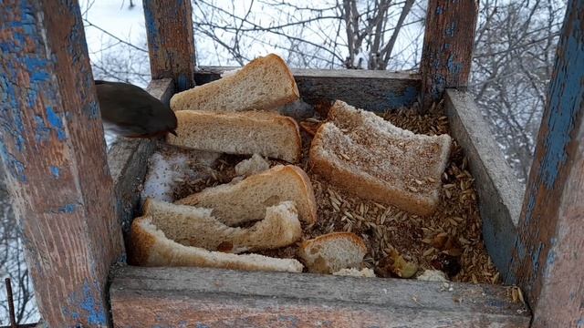 Зимняя подкормка птиц.