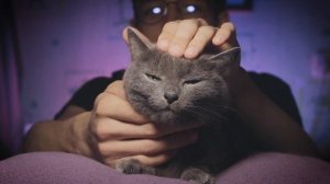 АСМР МОЯ КОШКА ПЛАСТИК