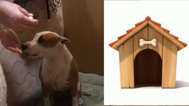 Детская песенка "Собачка Жучка" смотреть онлайн